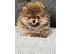 PoulaTo: Όμορφα κουτάβια Pomeranian Spitz